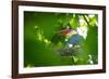 stork-billed kingfisher perched on branch with beak open-karine aigner-Framed Photographic Print