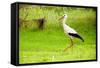 Stork in the Forest-Ka2shka-Framed Stretched Canvas