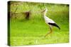 Stork in the Forest-Ka2shka-Stretched Canvas