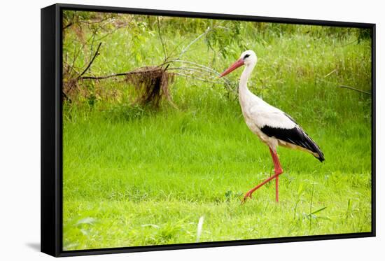 Stork in the Forest-Ka2shka-Framed Stretched Canvas