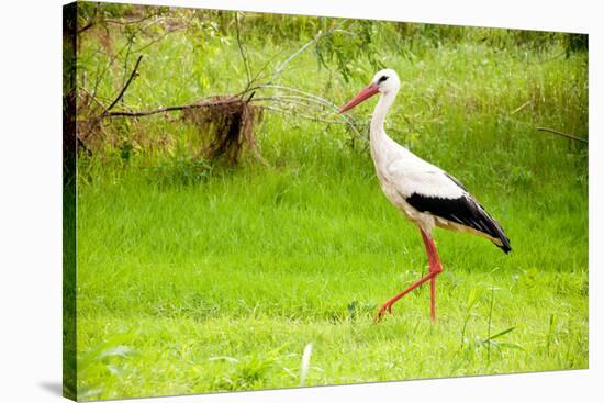 Stork in the Forest-Ka2shka-Stretched Canvas