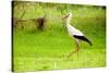 Stork in the Forest-Ka2shka-Stretched Canvas