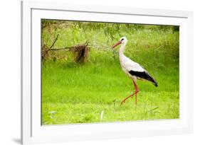 Stork in the Forest-Ka2shka-Framed Photographic Print