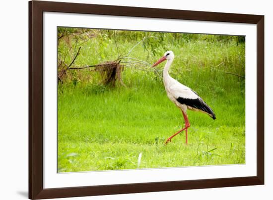 Stork in the Forest-Ka2shka-Framed Photographic Print