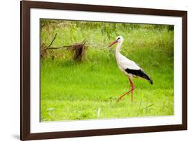 Stork in the Forest-Ka2shka-Framed Photographic Print