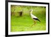 Stork in the Forest-Ka2shka-Framed Photographic Print