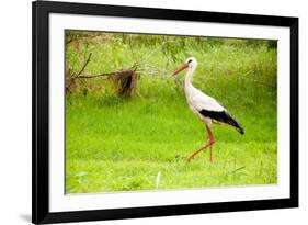 Stork in the Forest-Ka2shka-Framed Photographic Print