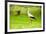 Stork in the Forest-Ka2shka-Framed Photographic Print