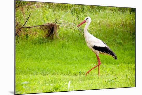 Stork in the Forest-Ka2shka-Mounted Photographic Print