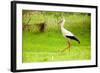 Stork in the Forest-Ka2shka-Framed Photographic Print