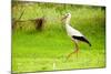 Stork in the Forest-Ka2shka-Mounted Photographic Print