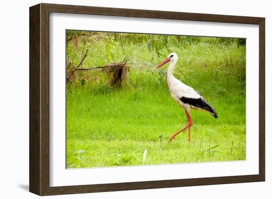 Stork in the Forest-Ka2shka-Framed Photographic Print