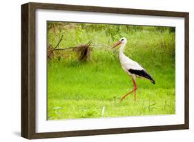 Stork in the Forest-Ka2shka-Framed Photographic Print