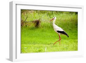 Stork in the Forest-Ka2shka-Framed Photographic Print