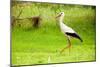 Stork in the Forest-Ka2shka-Mounted Photographic Print