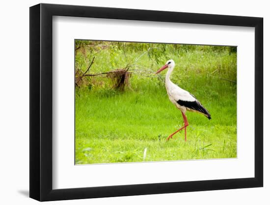 Stork in the Forest-Ka2shka-Framed Photographic Print