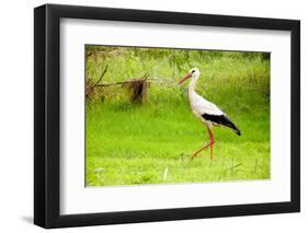 Stork in the Forest-Ka2shka-Framed Photographic Print