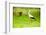 Stork in the Forest-Ka2shka-Framed Photographic Print