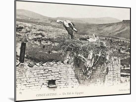 Stork Nesting on a Rooftop, Constantine, Algeria-null-Mounted Photographic Print