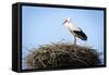 Stork Standing in Nest-zwawol-Framed Stretched Canvas