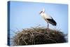 Stork Standing in Nest-zwawol-Stretched Canvas