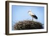 Stork Standing in Nest-zwawol-Framed Photographic Print