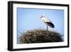 Stork Standing in Nest-zwawol-Framed Photographic Print