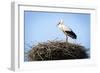 Stork Standing in Nest-zwawol-Framed Photographic Print