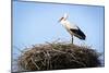 Stork Standing in Nest-zwawol-Mounted Photographic Print