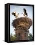 Storks on Top of Chimney in Town of Lenzen, Brandenburg, Germany, Europe-Richard Nebesky-Framed Stretched Canvas