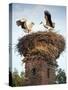 Storks on Top of Chimney in Town of Lenzen, Brandenburg, Germany, Europe-Richard Nebesky-Stretched Canvas