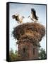 Storks on Top of Chimney in Town of Lenzen, Brandenburg, Germany, Europe-Richard Nebesky-Framed Stretched Canvas