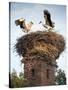 Storks on Top of Chimney in Town of Lenzen, Brandenburg, Germany, Europe-Richard Nebesky-Stretched Canvas