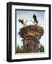 Storks on Top of Chimney in Town of Lenzen, Brandenburg, Germany, Europe-Richard Nebesky-Framed Photographic Print