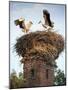 Storks on Top of Chimney in Town of Lenzen, Brandenburg, Germany, Europe-Richard Nebesky-Mounted Photographic Print