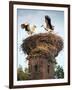 Storks on Top of Chimney in Town of Lenzen, Brandenburg, Germany, Europe-Richard Nebesky-Framed Photographic Print