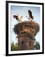 Storks on Top of Chimney in Town of Lenzen, Brandenburg, Germany, Europe-Richard Nebesky-Framed Photographic Print