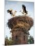 Storks on Top of Chimney in Town of Lenzen, Brandenburg, Germany, Europe-Richard Nebesky-Mounted Photographic Print