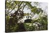 Storks with Nest on a Tree, North Rupununi, Southern Guyana-Keren Su-Stretched Canvas
