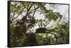 Storks with Nest on a Tree, North Rupununi, Southern Guyana-Keren Su-Framed Stretched Canvas