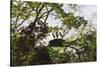 Storks with Nest on a Tree, North Rupununi, Southern Guyana-Keren Su-Stretched Canvas