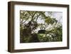 Storks with Nest on a Tree, North Rupununi, Southern Guyana-Keren Su-Framed Photographic Print