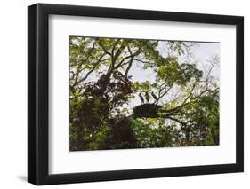 Storks with Nest on a Tree, North Rupununi, Southern Guyana-Keren Su-Framed Photographic Print