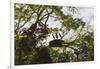 Storks with Nest on a Tree, North Rupununi, Southern Guyana-Keren Su-Framed Photographic Print