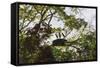 Storks with Nest on a Tree, North Rupununi, Southern Guyana-Keren Su-Framed Stretched Canvas