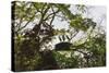 Storks with Nest on a Tree, North Rupununi, Southern Guyana-Keren Su-Stretched Canvas