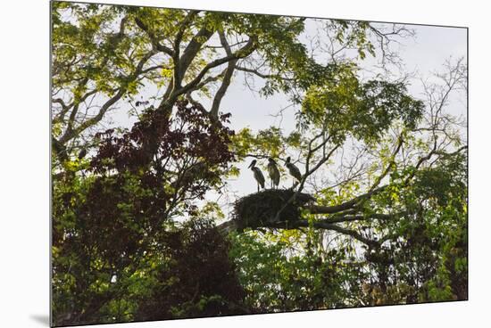 Storks with Nest on a Tree, North Rupununi, Southern Guyana-Keren Su-Mounted Premium Photographic Print