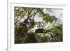 Storks with Nest on a Tree, North Rupununi, Southern Guyana-Keren Su-Framed Photographic Print