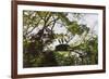 Storks with Nest on a Tree, North Rupununi, Southern Guyana-Keren Su-Framed Photographic Print