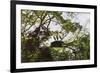 Storks with Nest on a Tree, North Rupununi, Southern Guyana-Keren Su-Framed Photographic Print